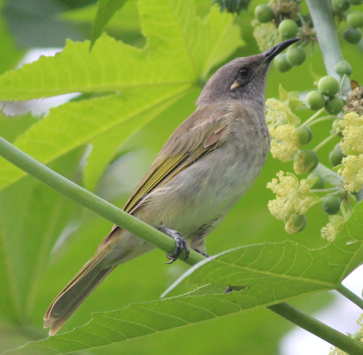サメイロミツスイ - ML628579481