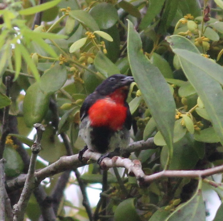 ヤドリギハナドリ - ML628579491