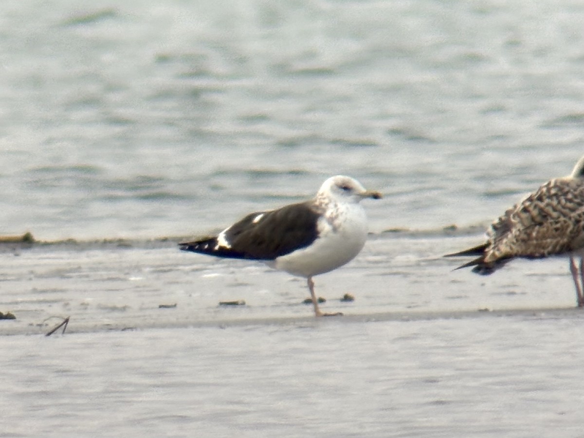 Heringsmöwe (intermedius) - ML628579545