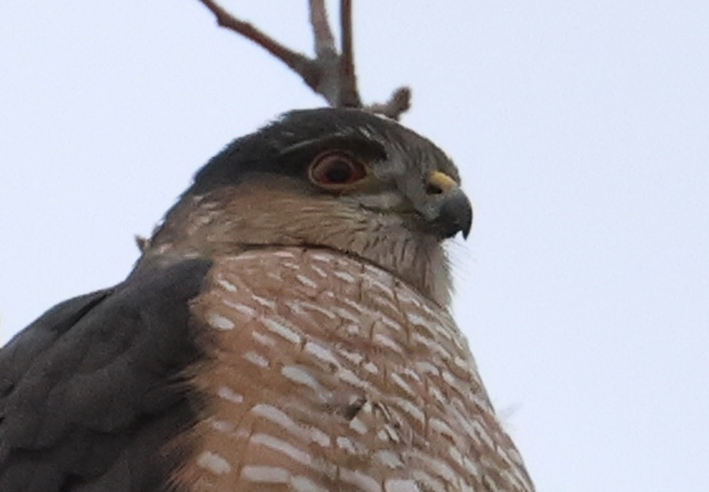 Sharp-shinned Hawk (Northern) - ML628579555