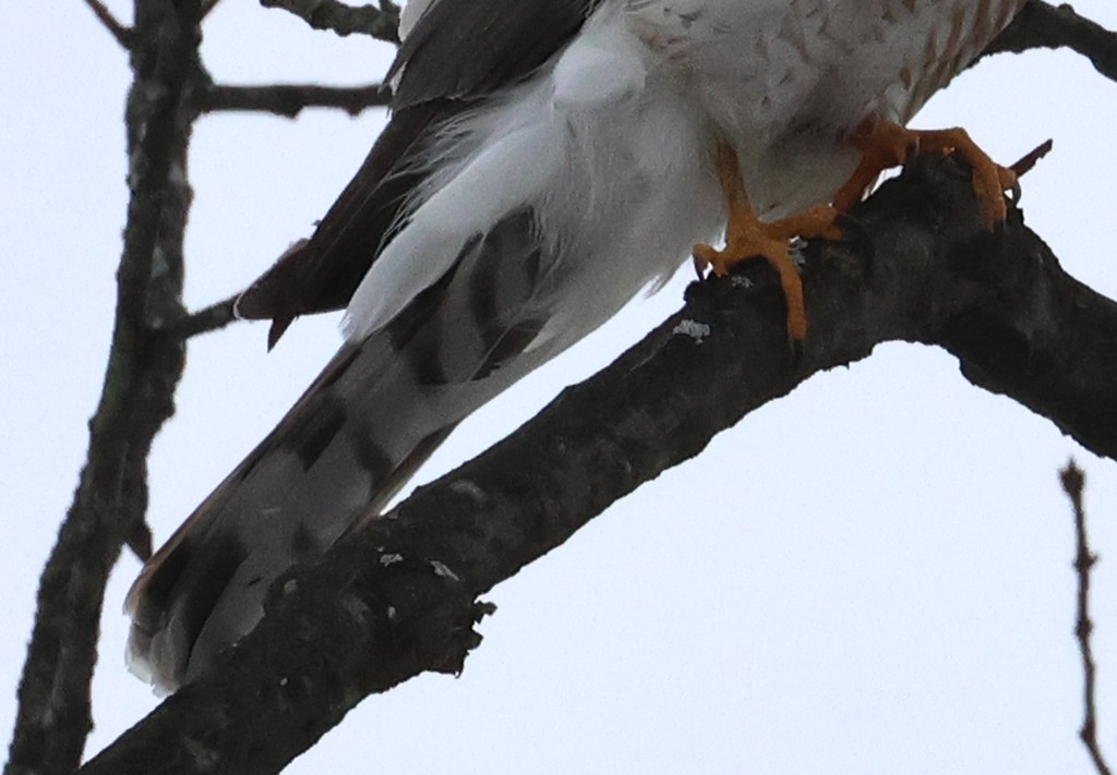 Sharp-shinned Hawk (Northern) - ML628579556