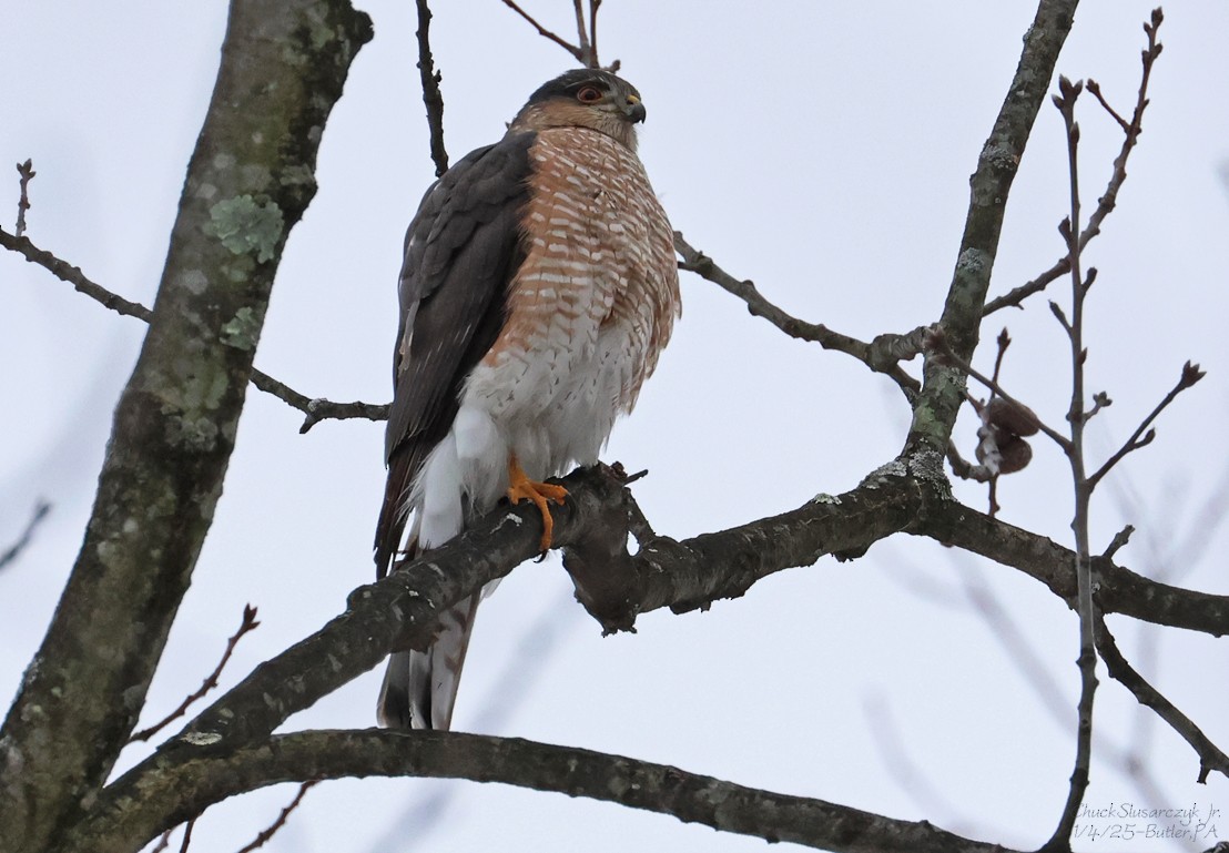 Sharp-shinned Hawk (Northern) - ML628579557