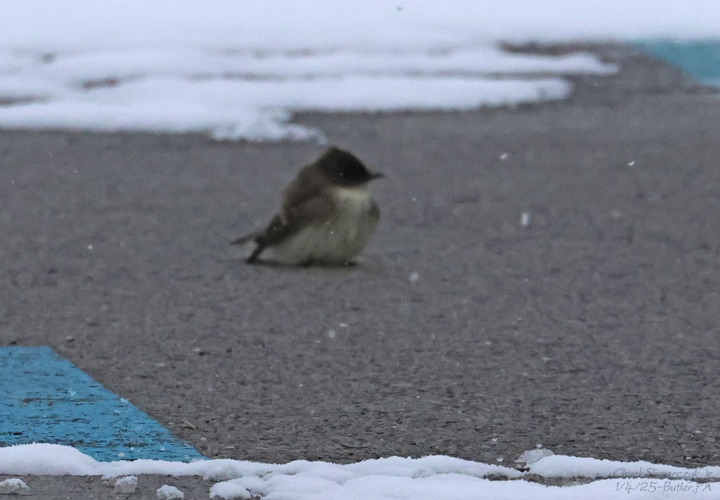 Eastern Phoebe - ML628579560