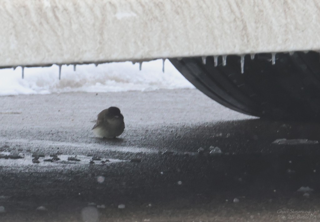 Eastern Phoebe - ML628579561