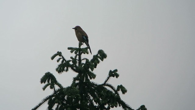 Eurasian Jay (Himalayan) - ML628579739