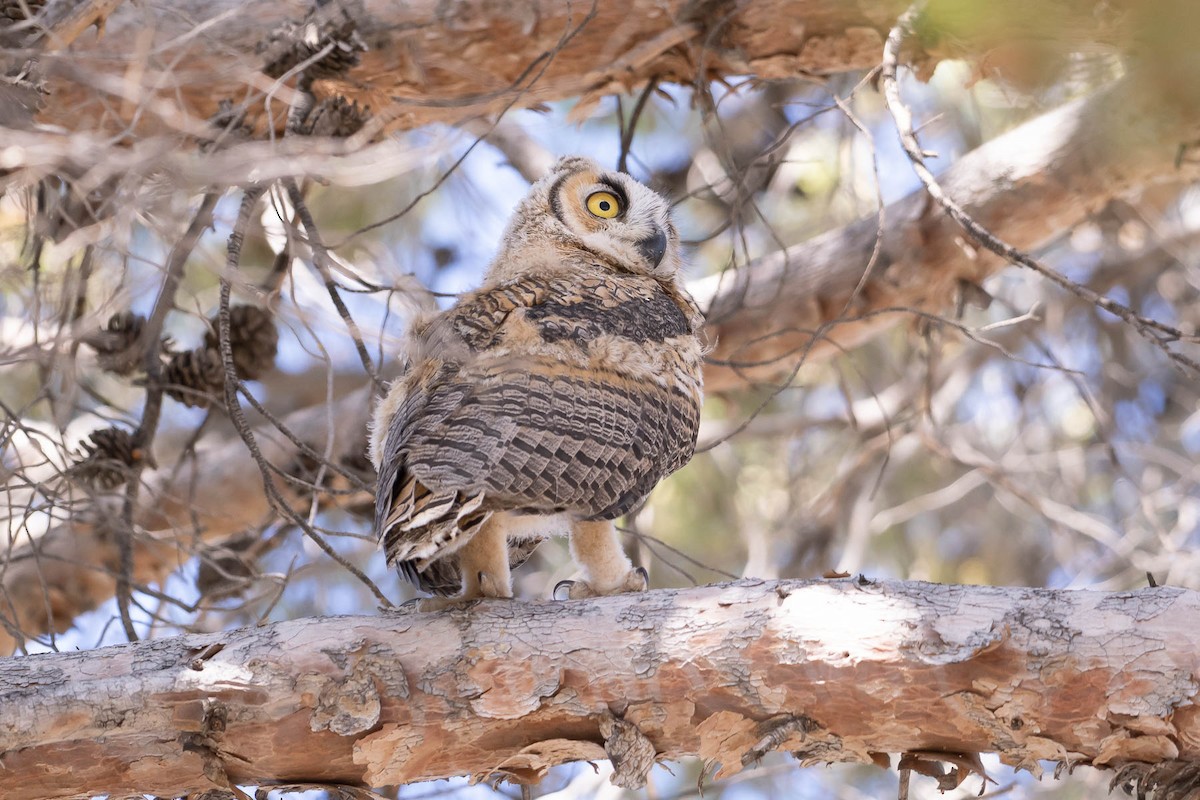 Great Horned Owl - ML628579864