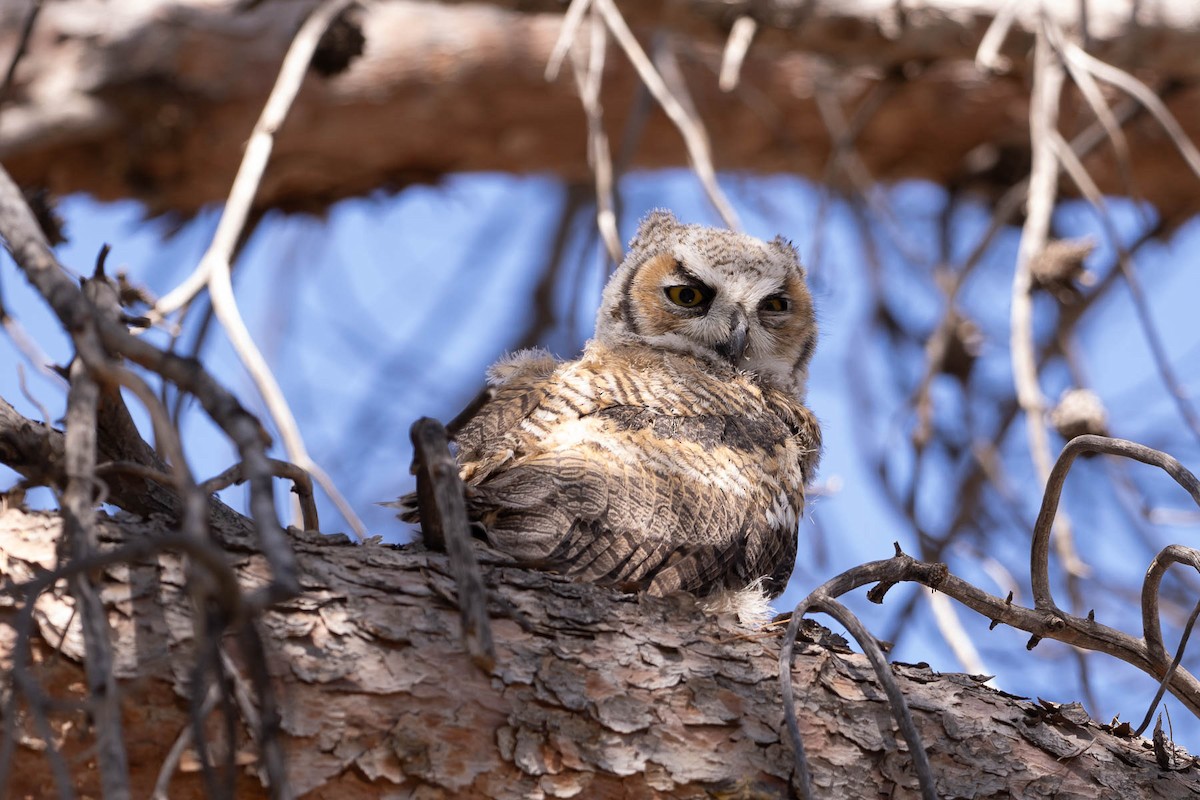 Great Horned Owl - ML628579865