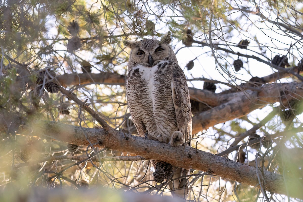 Great Horned Owl - ML628579921