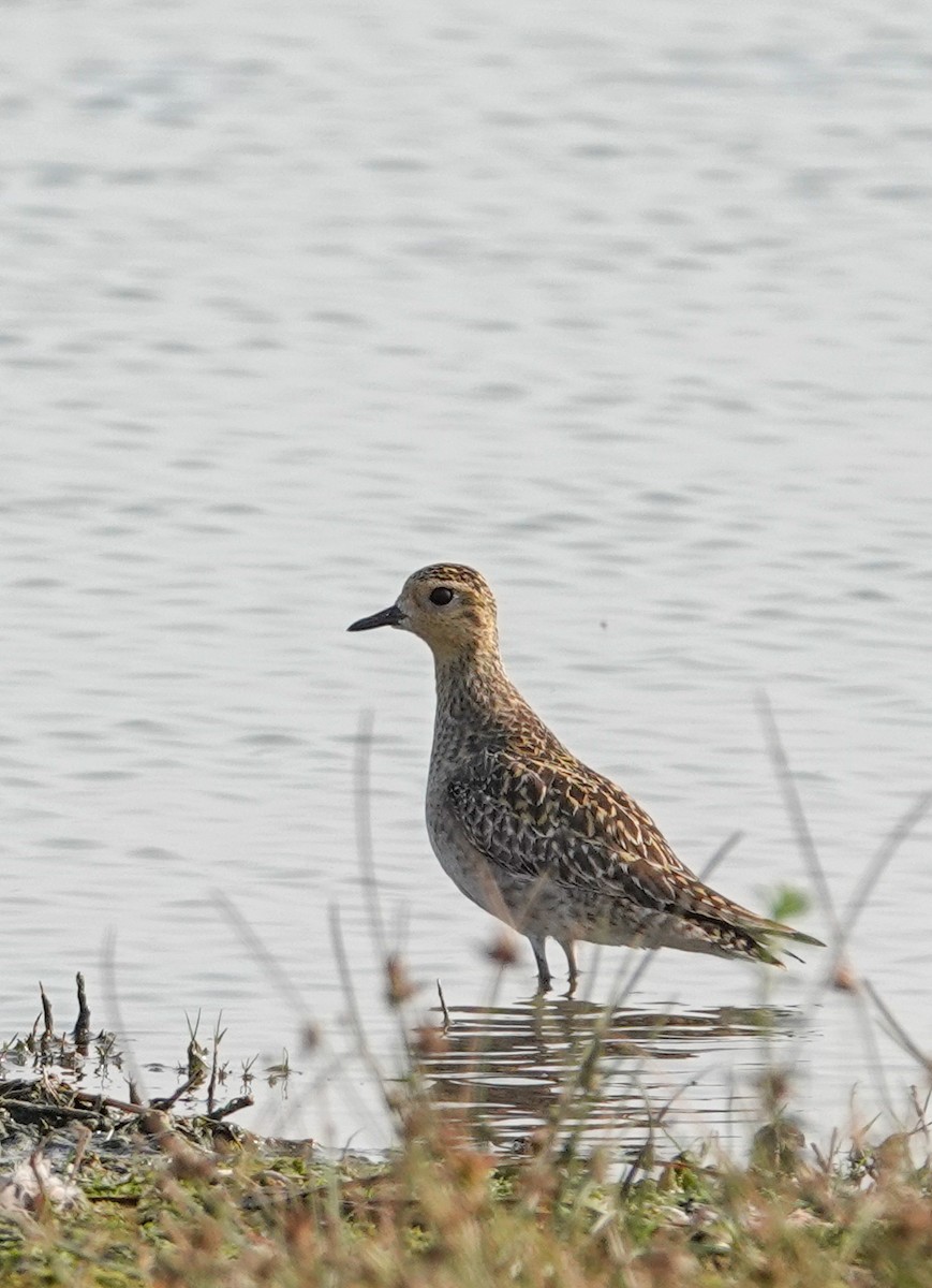 Pacific Golden-Plover - ML628579964