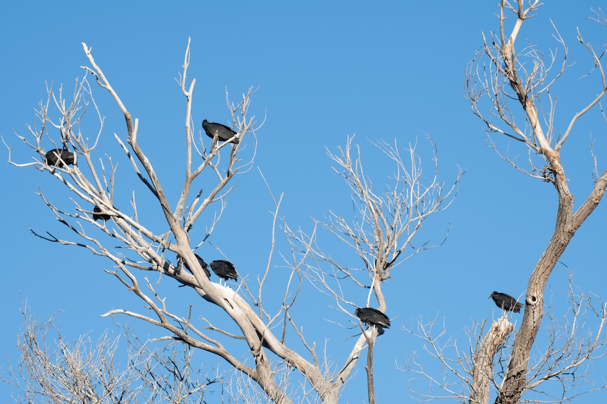 Zopilote beltza - ML628580105