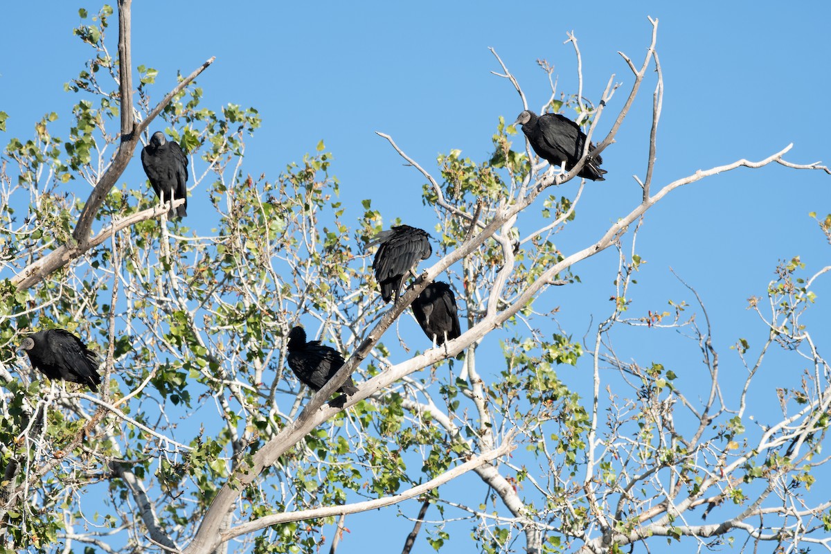 Zopilote beltza - ML628580106