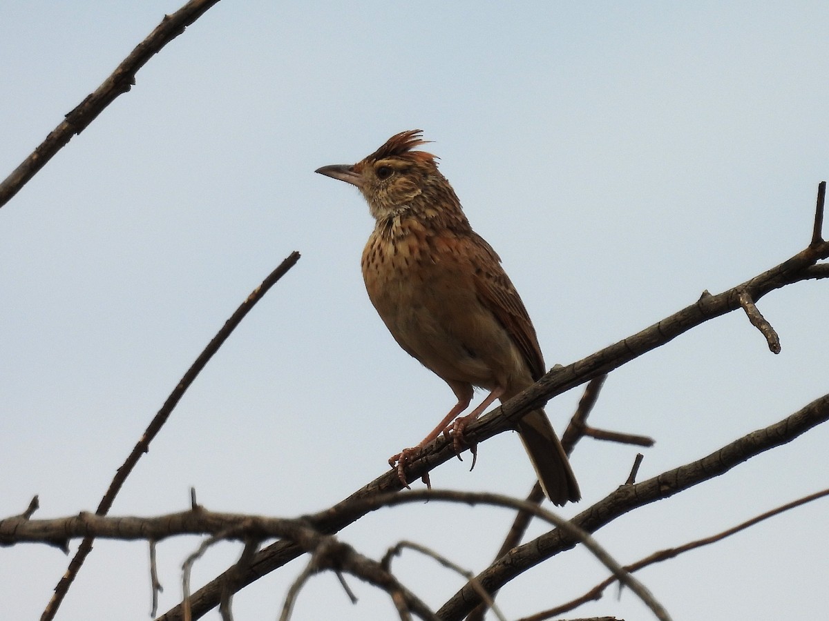 Rufous-naped Lark - ML628580187