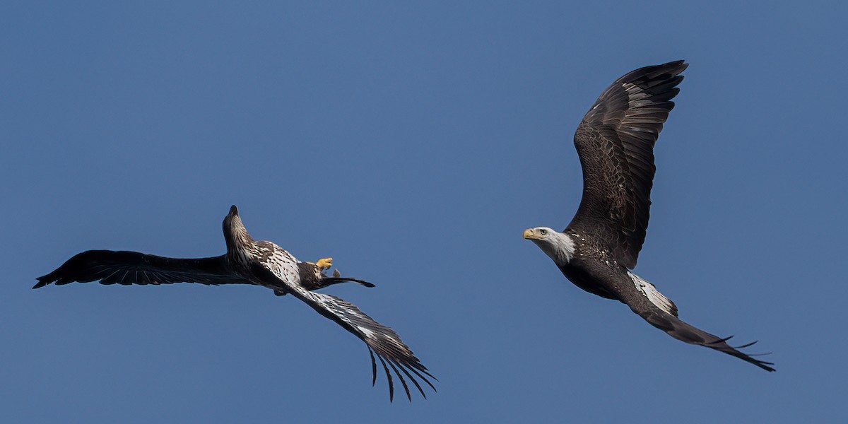 Bald Eagle - ML628580270