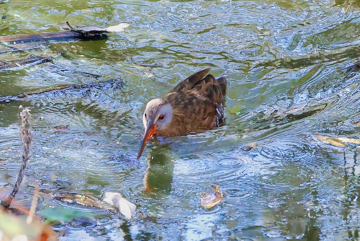Virginia Rail - ML628580370