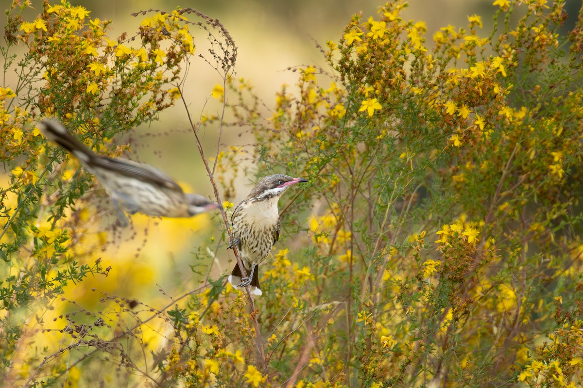 Spiny-cheeked Honeyeater - ML628580378