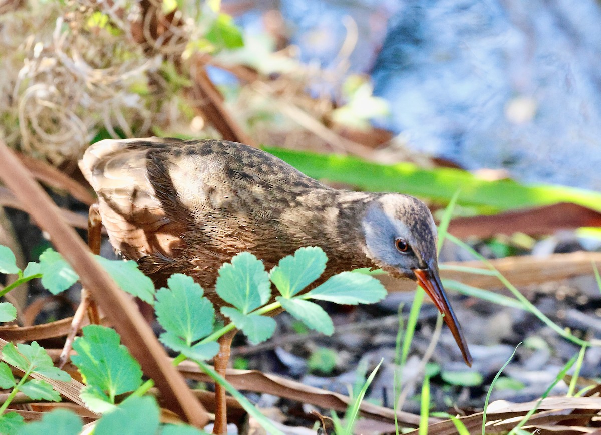 Virginia Rail - ML628580379