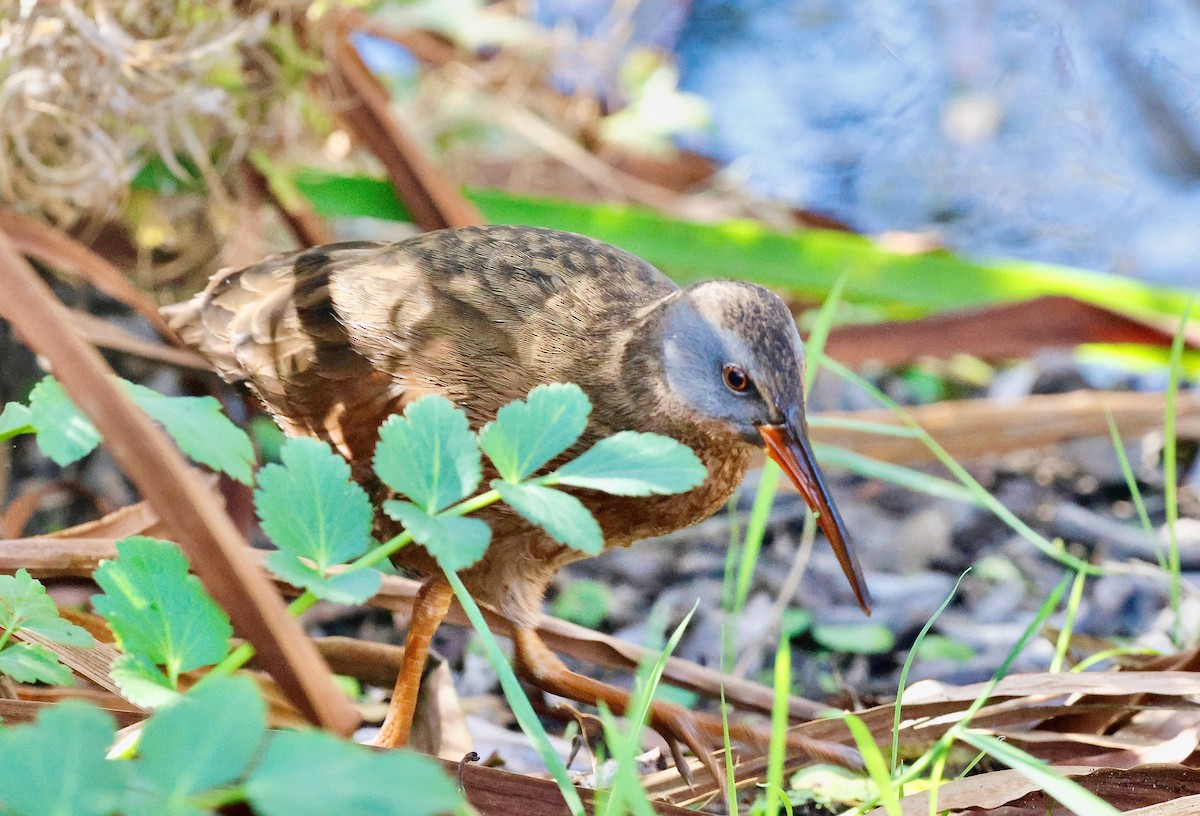 Virginia Rail - ML628580385