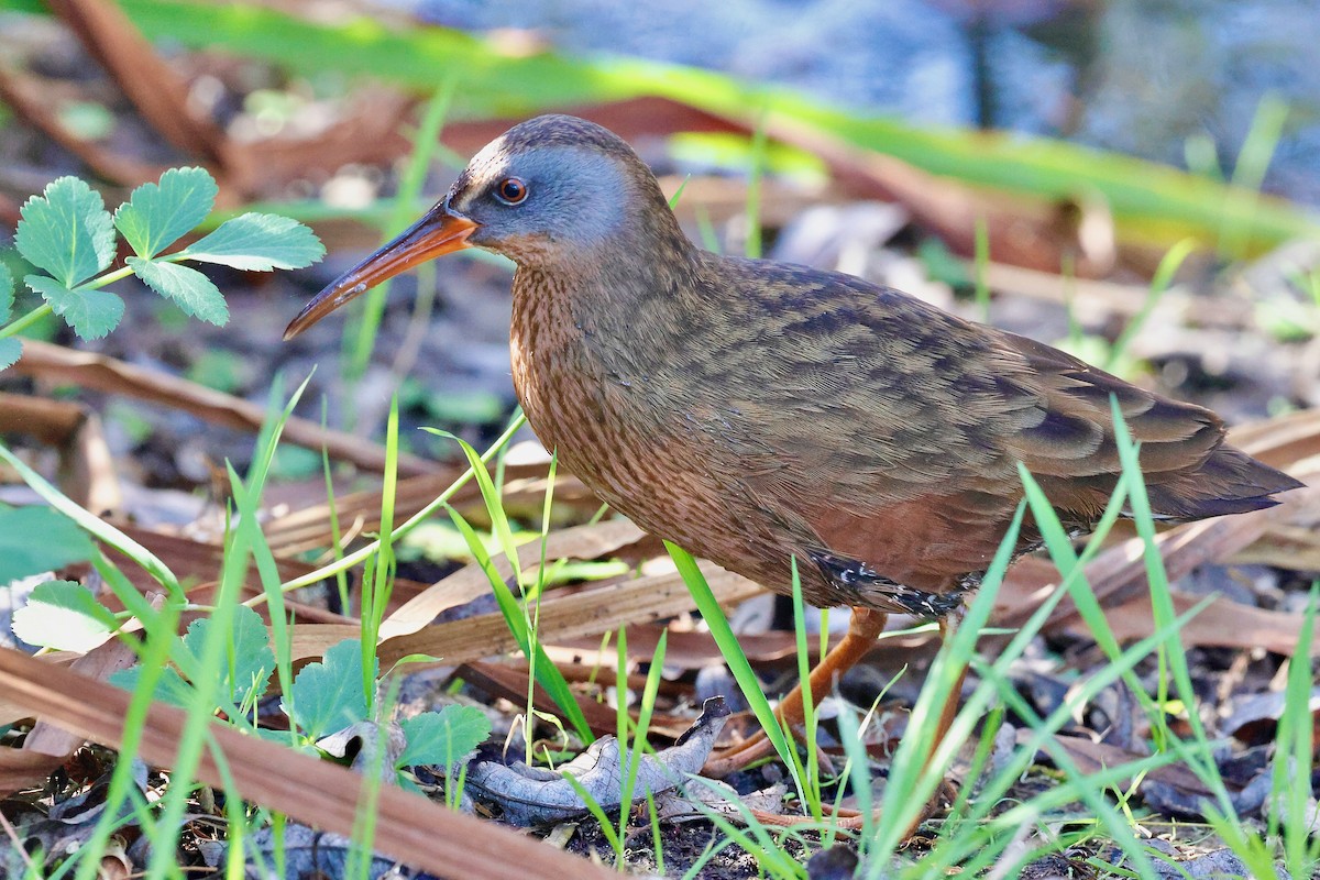 Virginia Rail - ML628580393