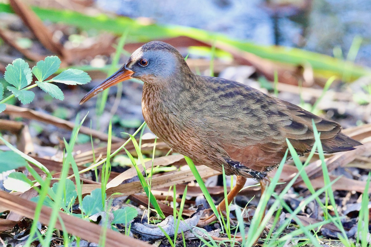 Virginia Rail - ML628580399