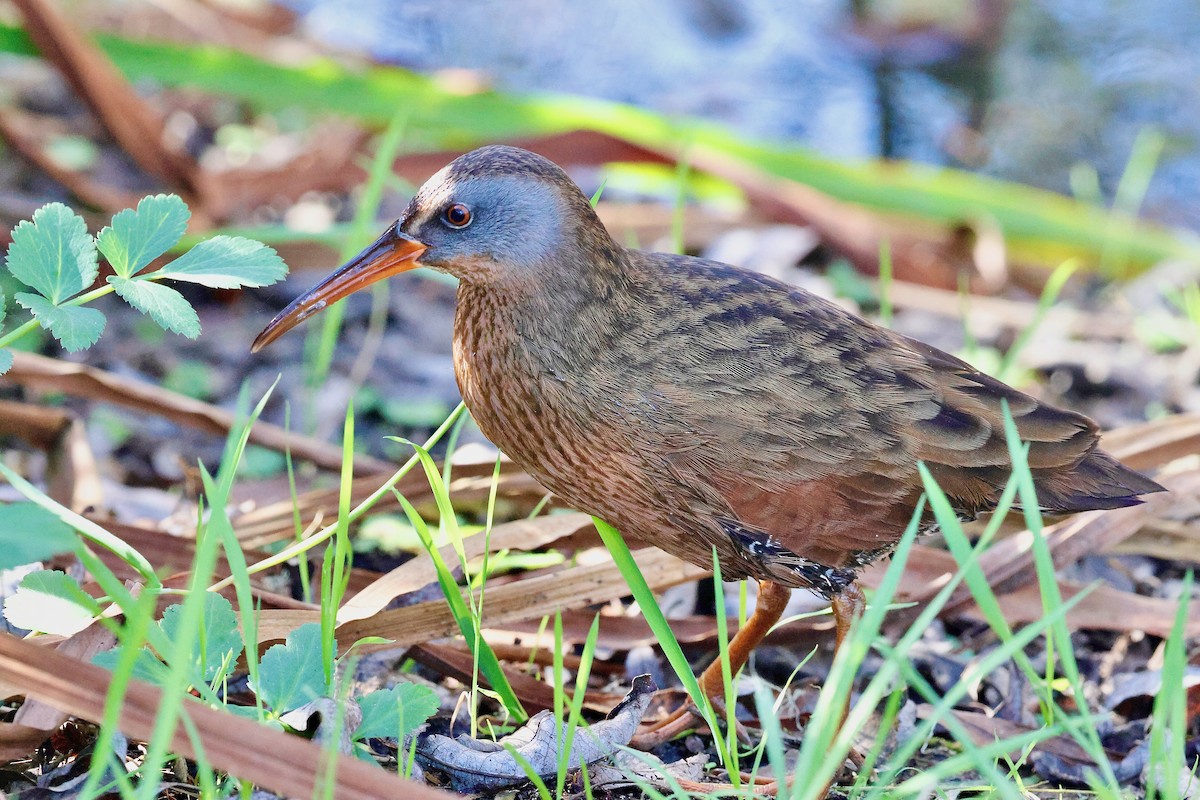 Virginia Rail - ML628580404