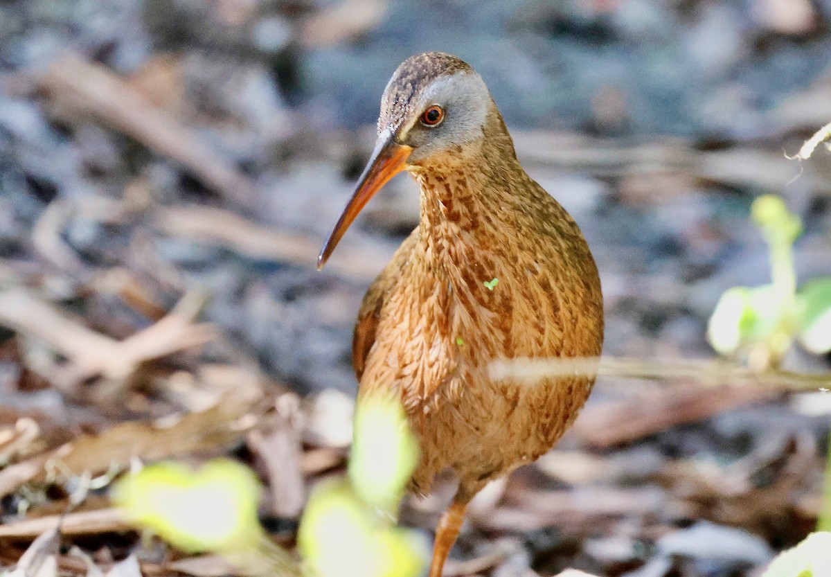 Virginia Rail - ML628580423
