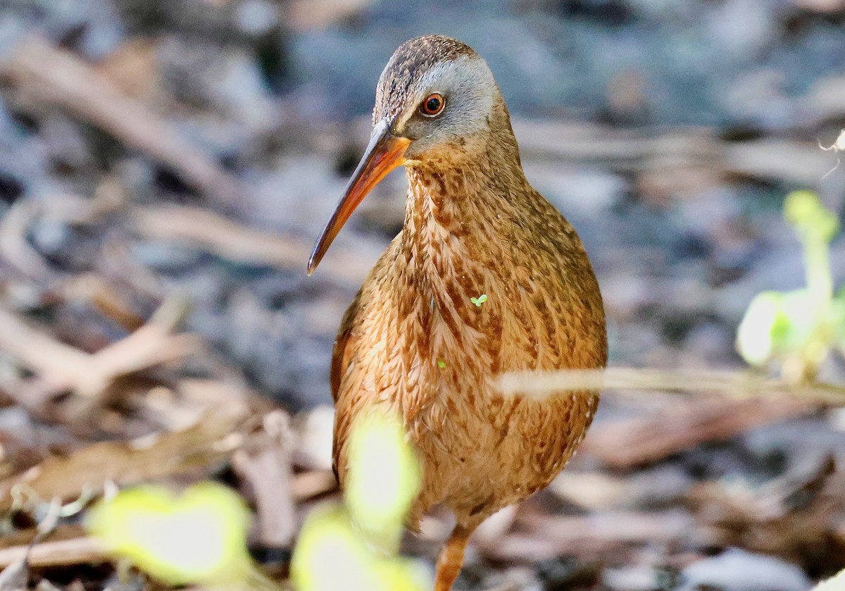 Virginia Rail - ML628580436