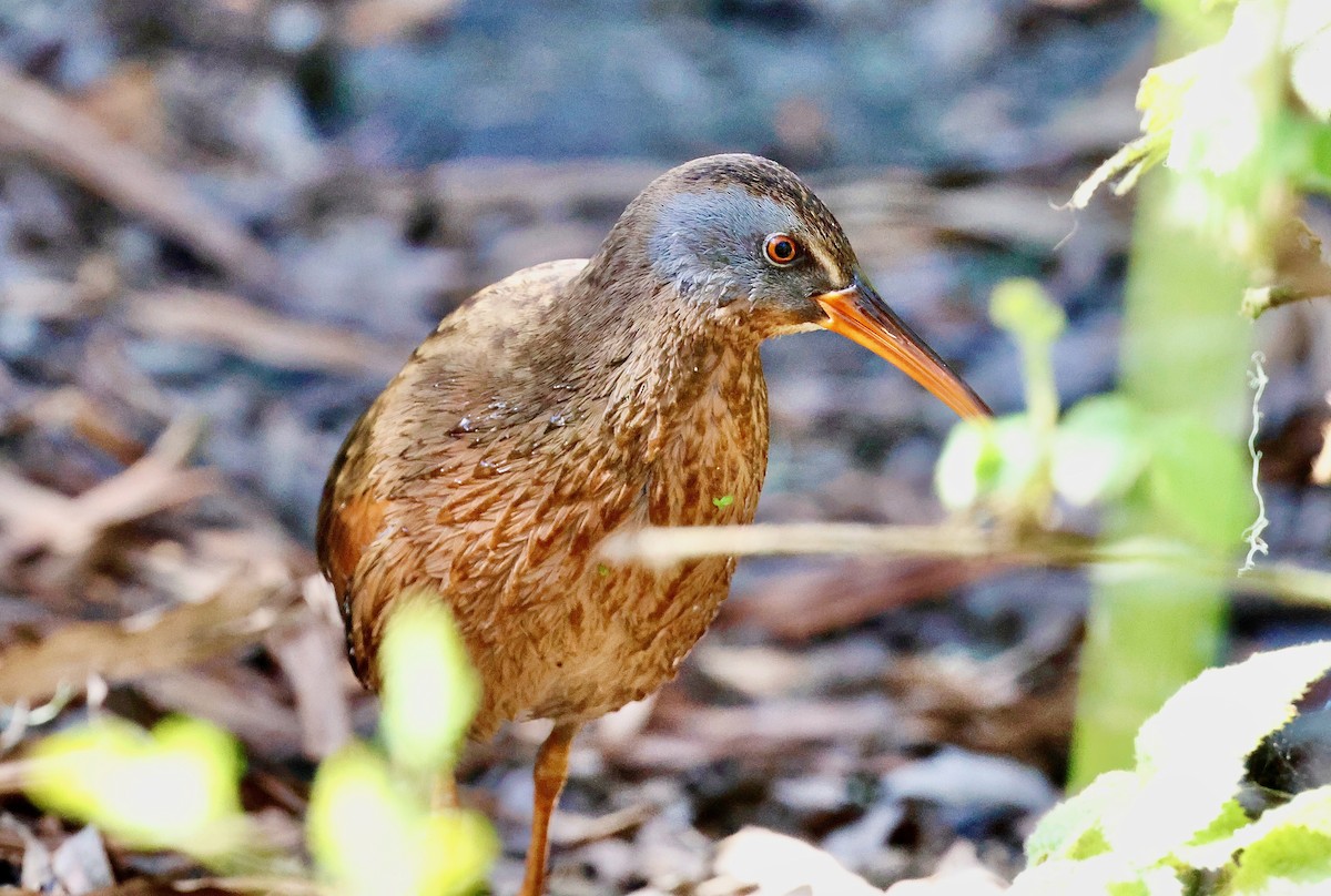 Virginia Rail - ML628580451