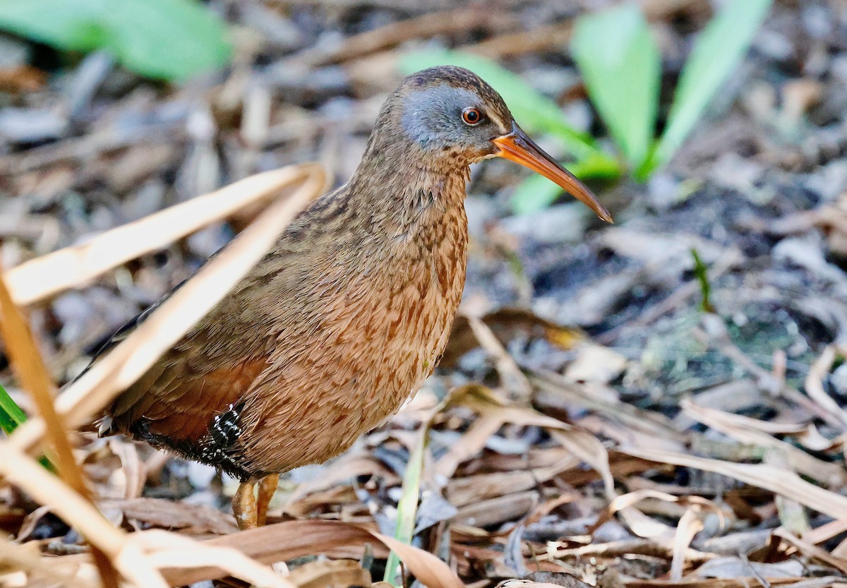 Virginia Rail - ML628580461