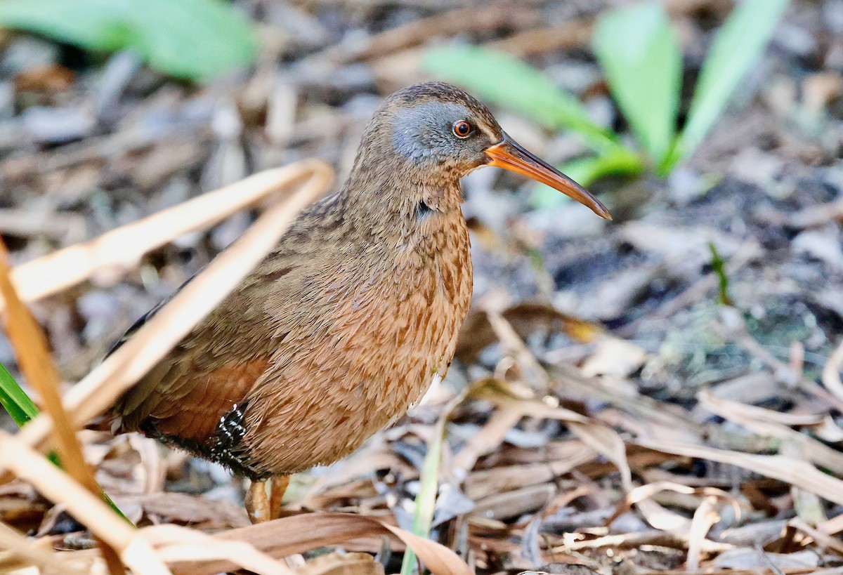 Virginia Rail - ML628580472