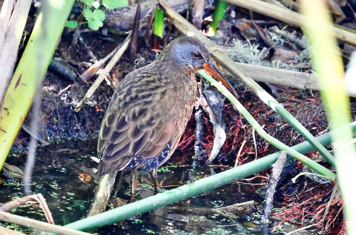 Virginia Rail - ML628580482