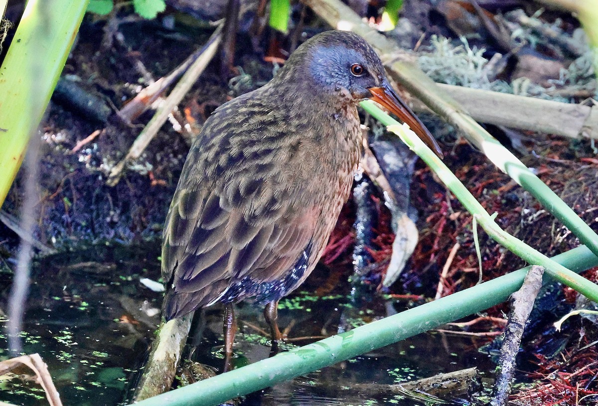 Virginia Rail - ML628580496