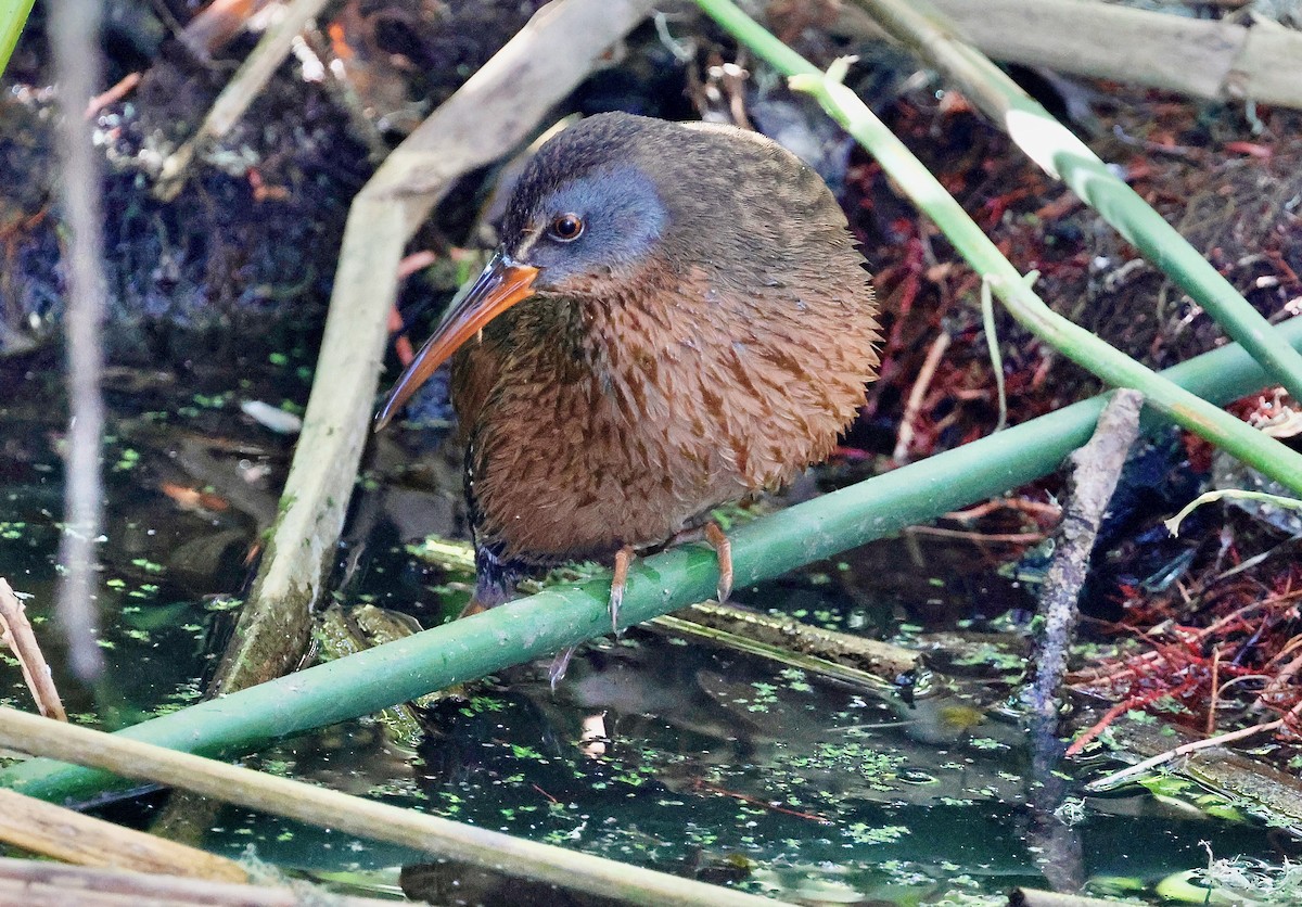 Virginia Rail - ML628580508