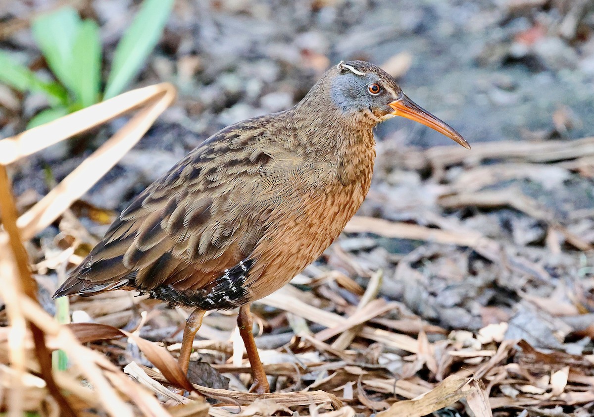 Virginia Rail - ML628580527