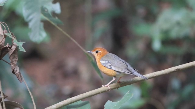 Orange-headed Thrush (Orange-headed) - ML628580631