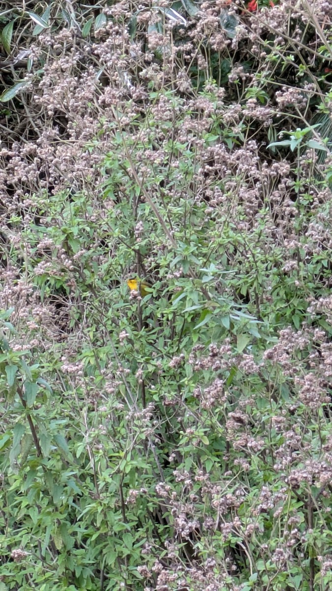 Wilson's Warbler - ML628580633