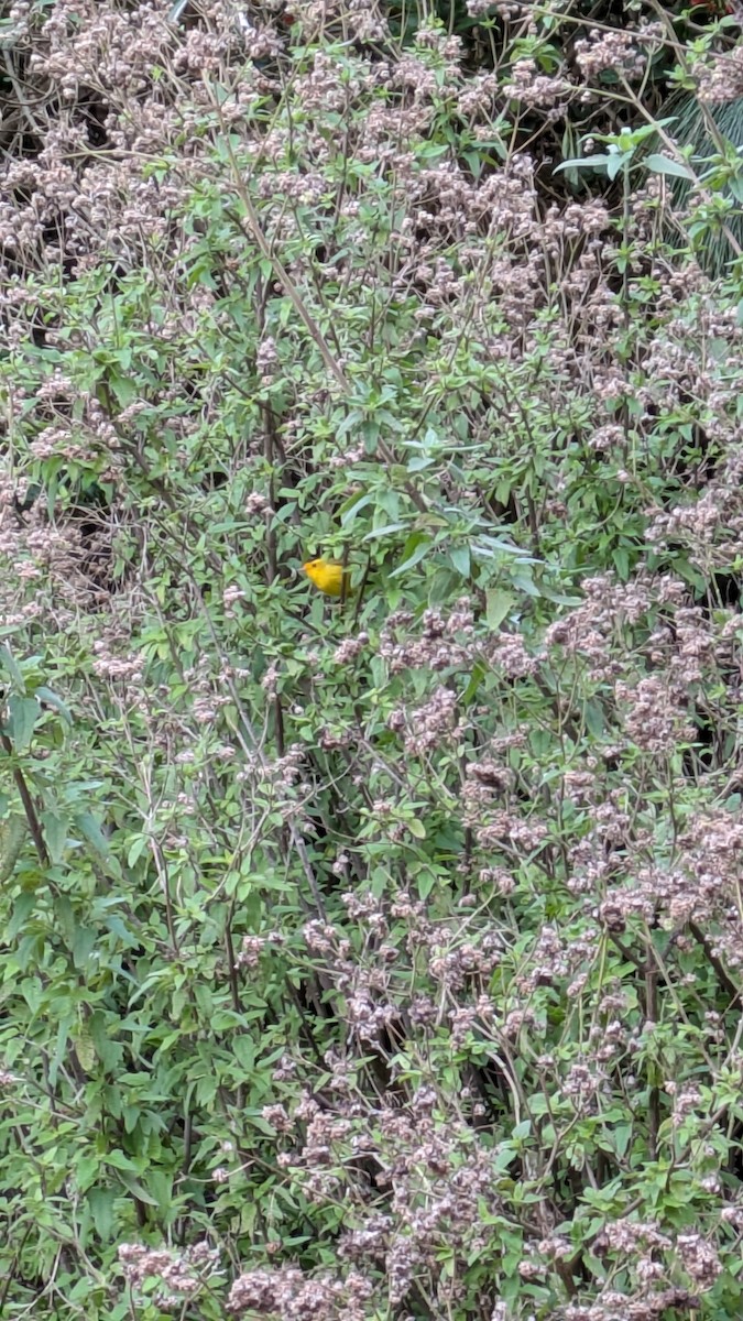 Wilson's Warbler - ML628580634