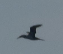 Northern Gannet - ML628580656