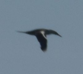 Northern Gannet - ML628580657