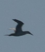 Northern Gannet - ML628580658