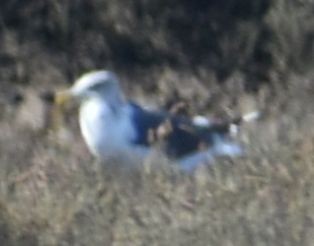 Lesser Black-backed Gull - ML628580663
