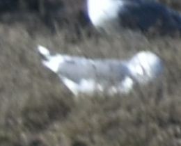 Yellow-legged Gull - ML628580666
