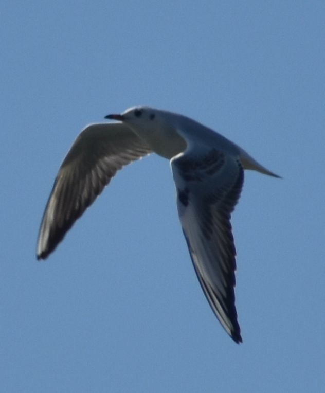 Black-headed Gull - ML628580667