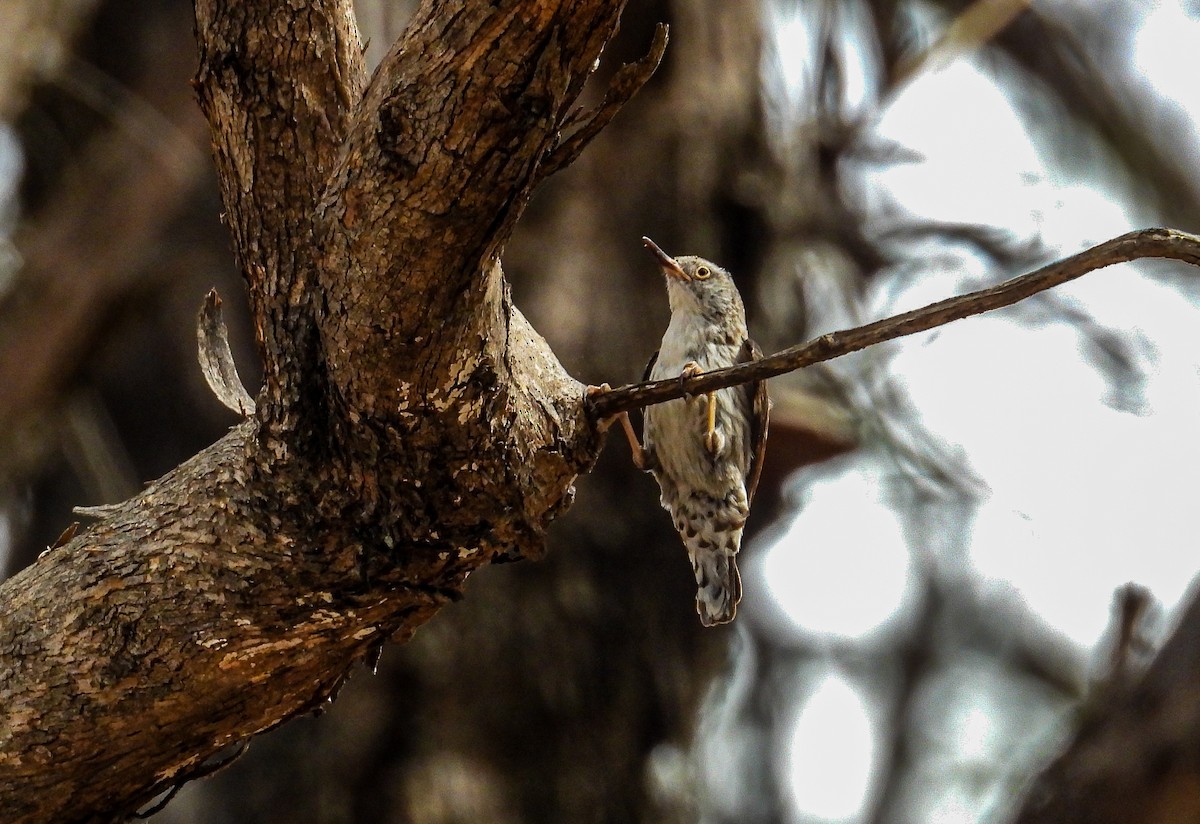 Varied Sittella - ML628580690