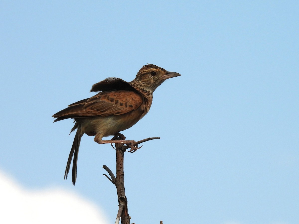 Rufous-naped Lark - ML628580831