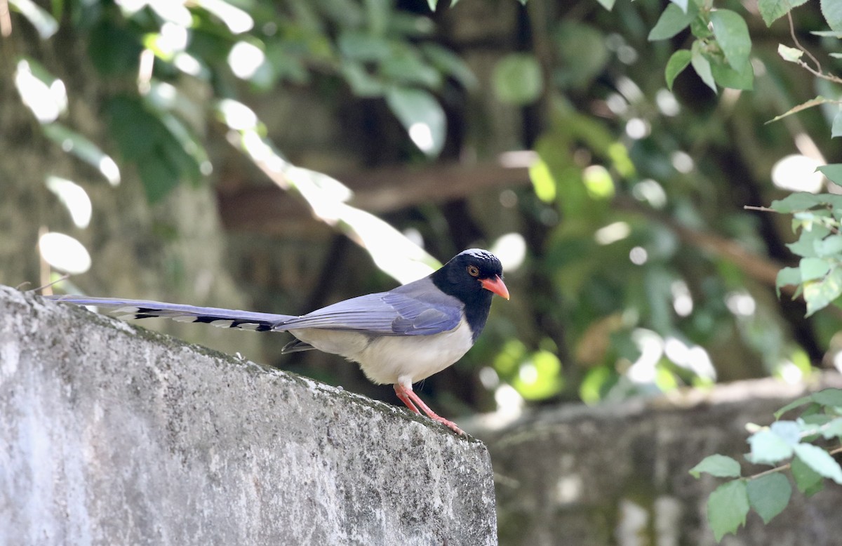 Red-billed Blue-Magpie - ML628580942