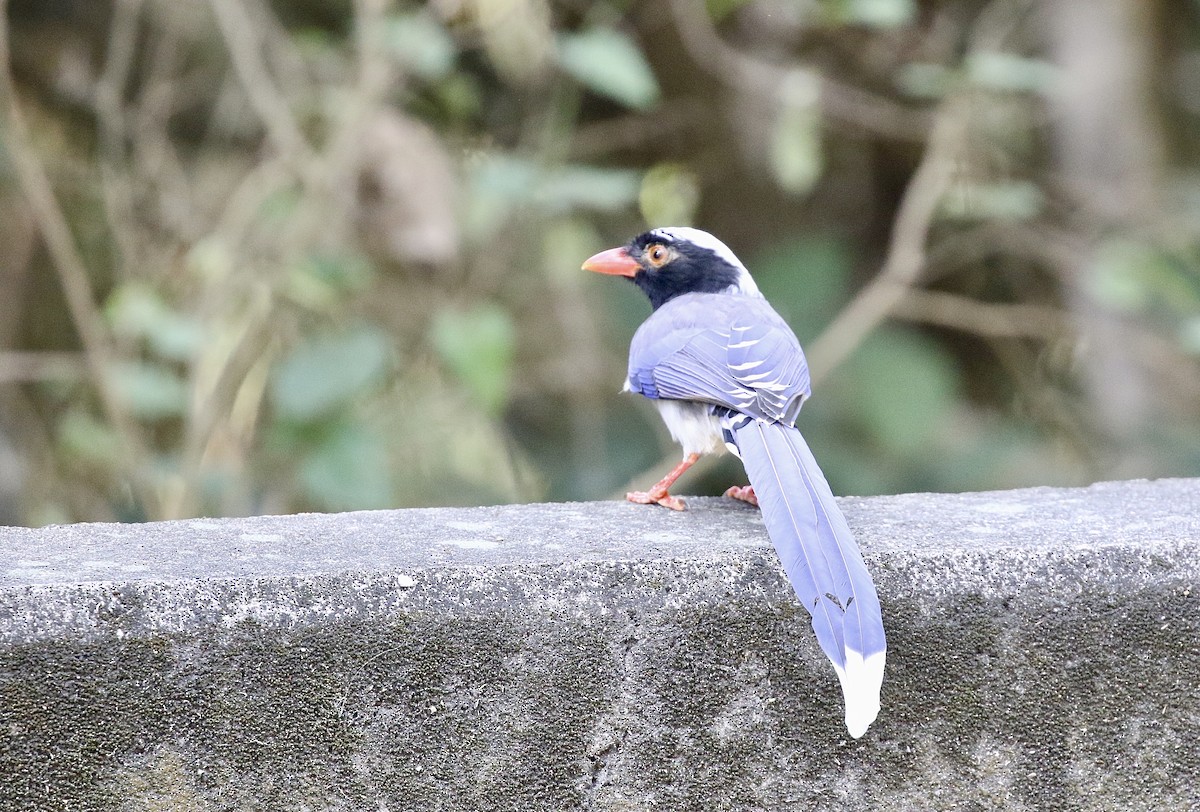 Red-billed Blue-Magpie - ML628580943