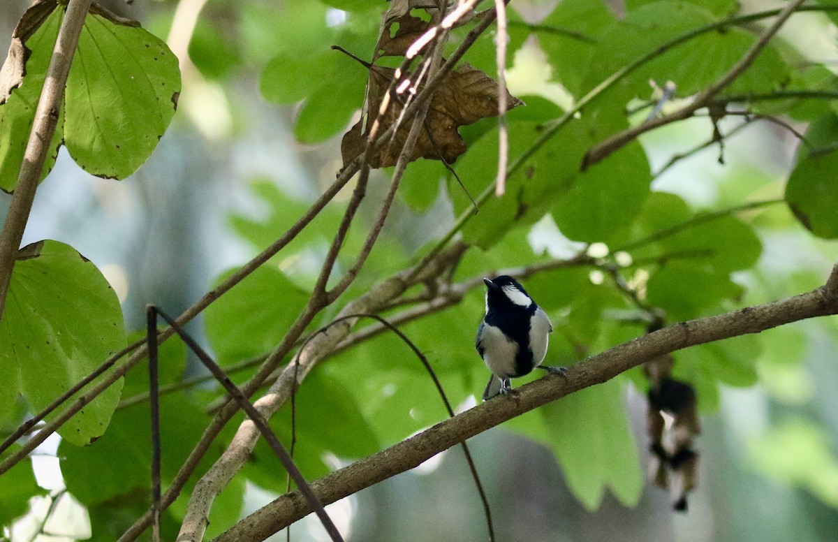 Asian Tit (commixtus) - ML628580962