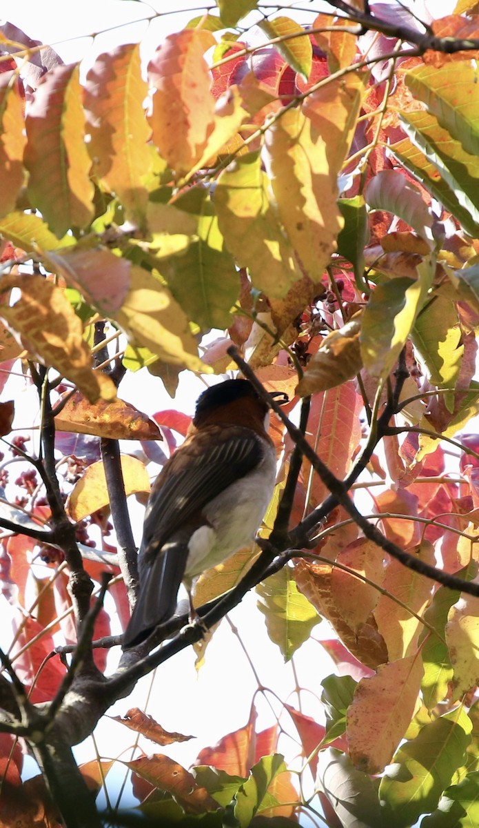 Chestnut Bulbul - ML628580967