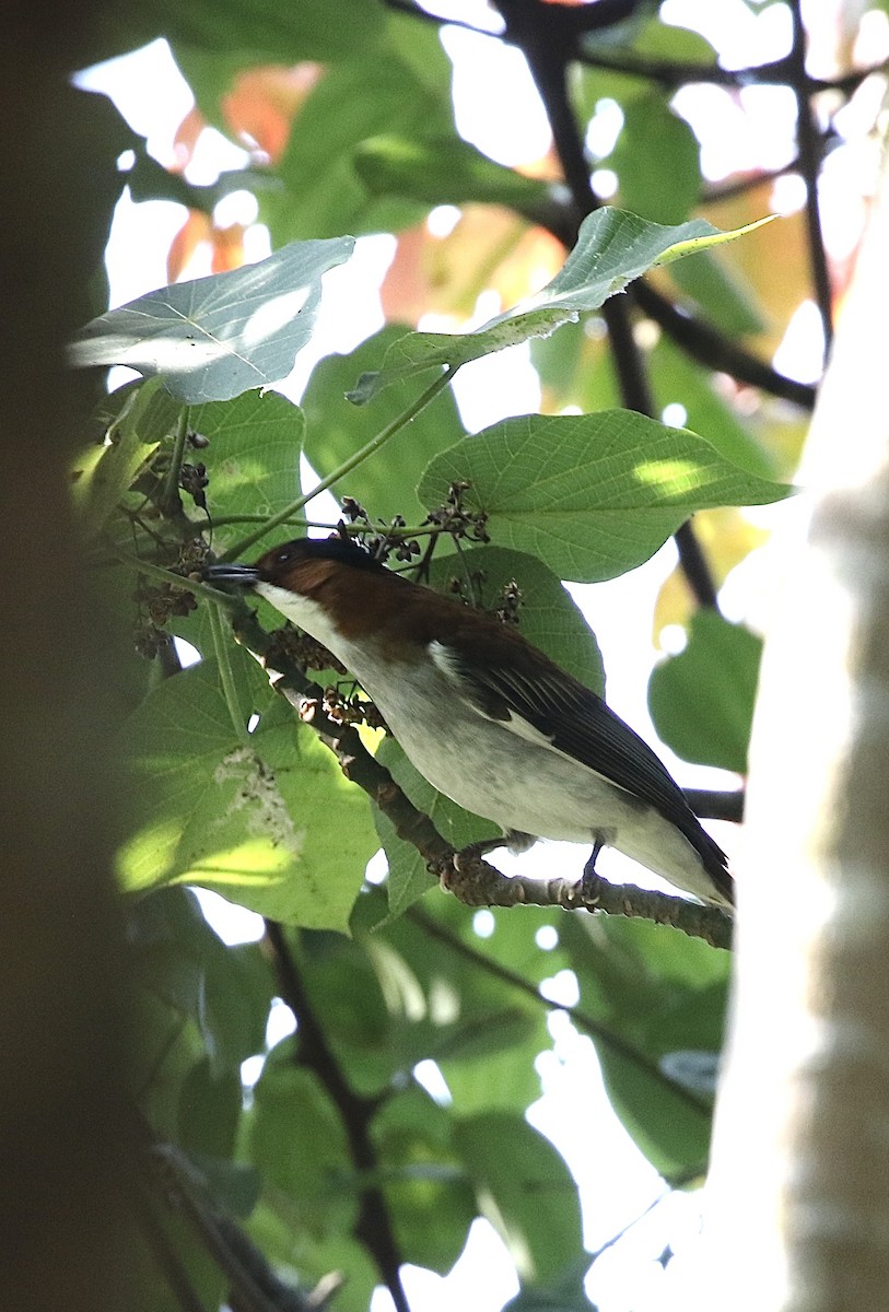 Chestnut Bulbul - ML628580968