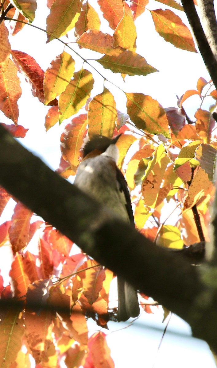 Chestnut Bulbul - ML628580969